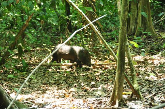 Um cateto (porco do mato) caminha tranquilamente pela floresta do Parque Nacional Corcovado, na Península de Osa, no sul da Costa Rica